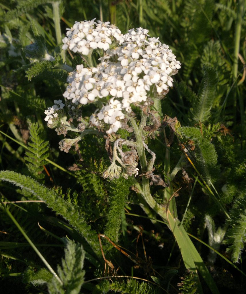 How to make Vermouth and Amaro with Foraged Botanicals – Galloway Wild ...