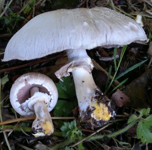 Horse Mushrooms – Edibility, Identification, Distribution – Galloway ...