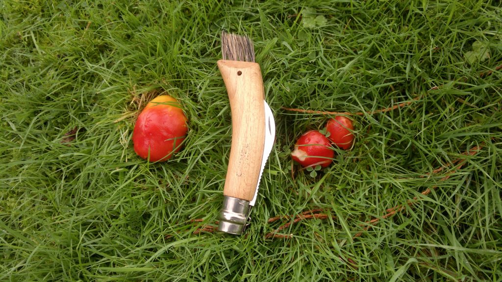 crimson waxcap buttons