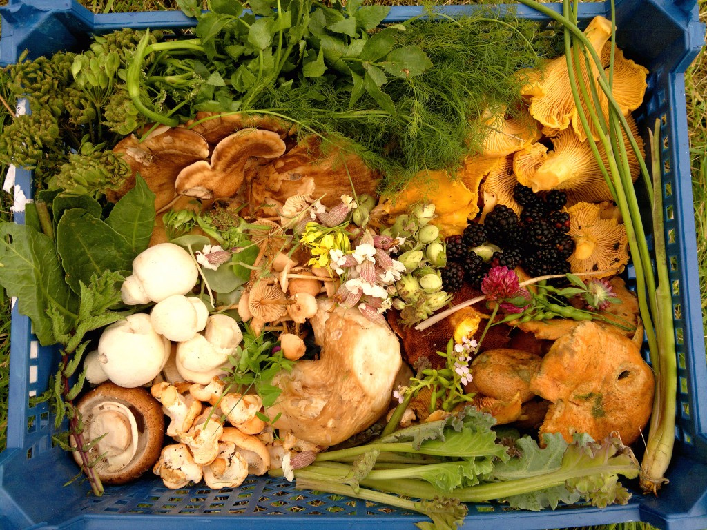 Mixed tray of wild food