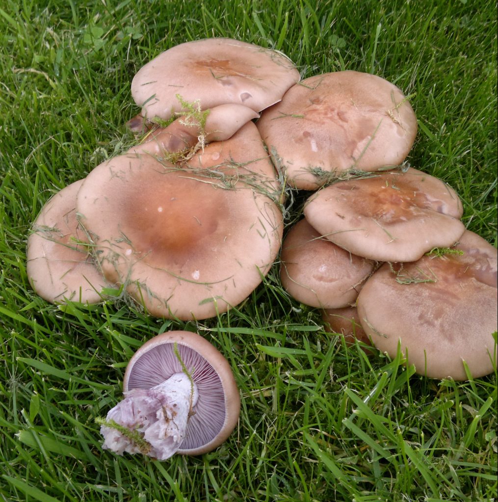 wood blewits