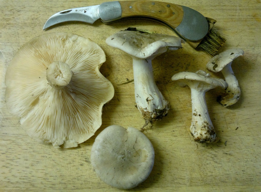 clouded agaric study