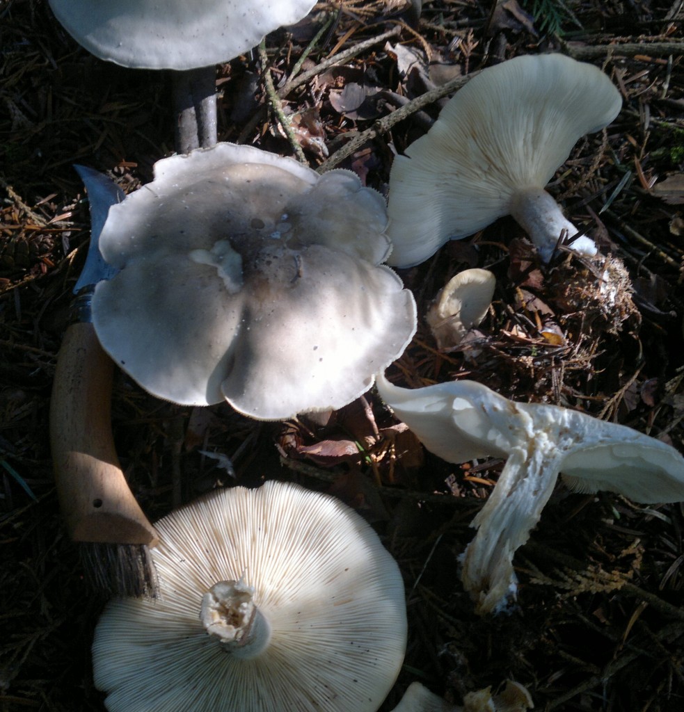clouded agaric
