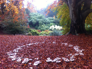 perfect mushroom ring