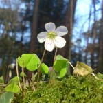 wood sorrel flower