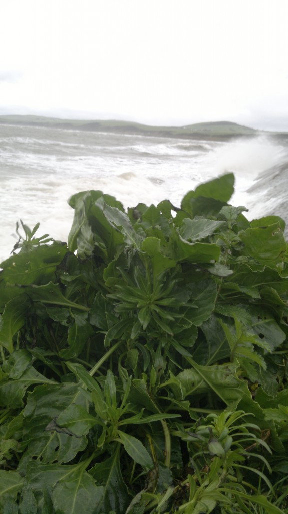 sea beet storm sea