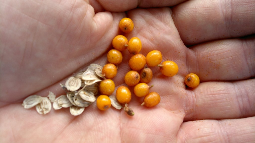 Sea buckthorn berries and hogweed seeds