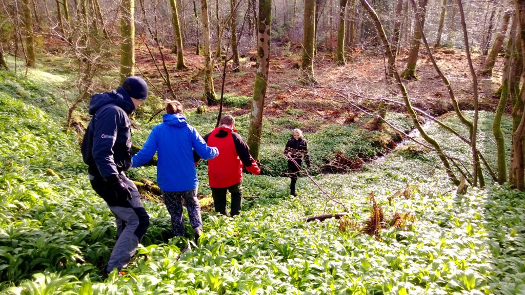 Vast swathes of wild garlic are not uncommon around the UK