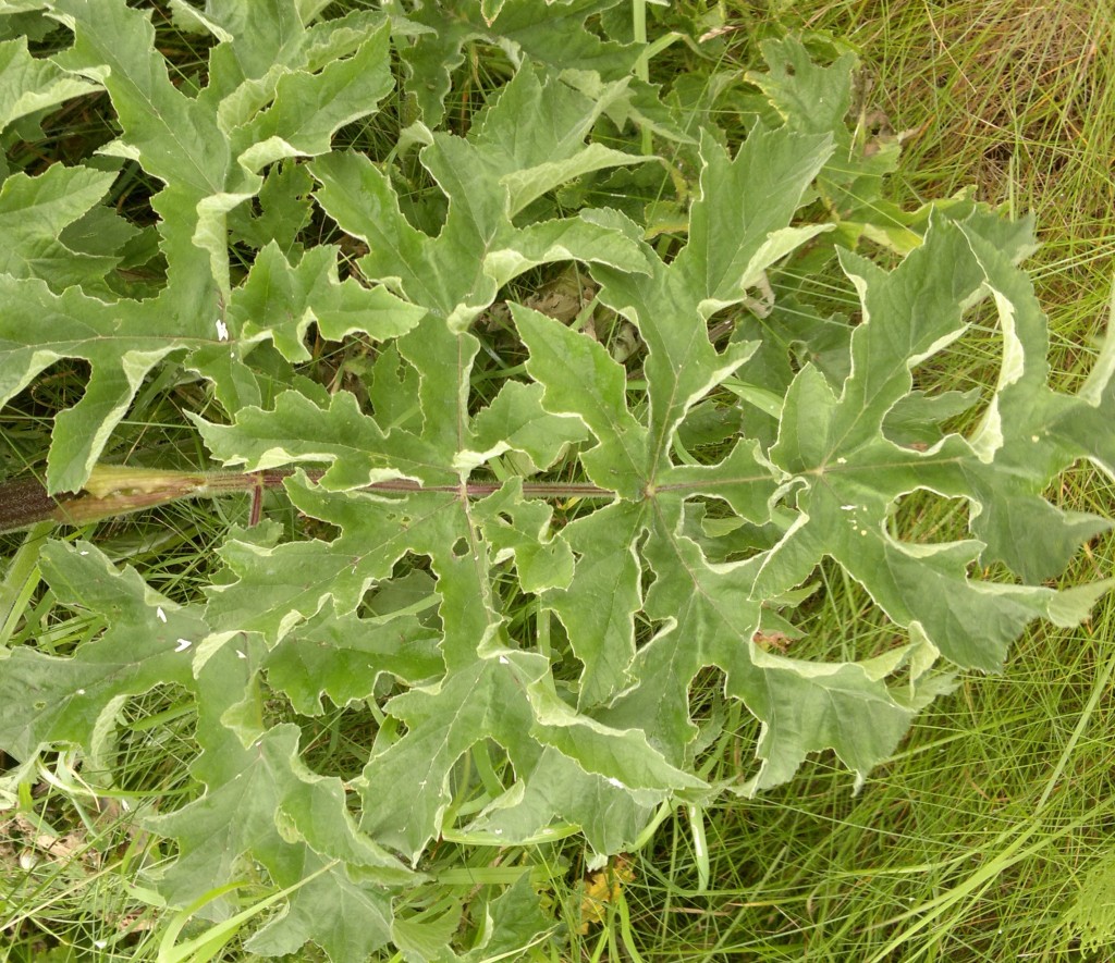 Common Hogweed Identification, Edibility, Distribution Galloway