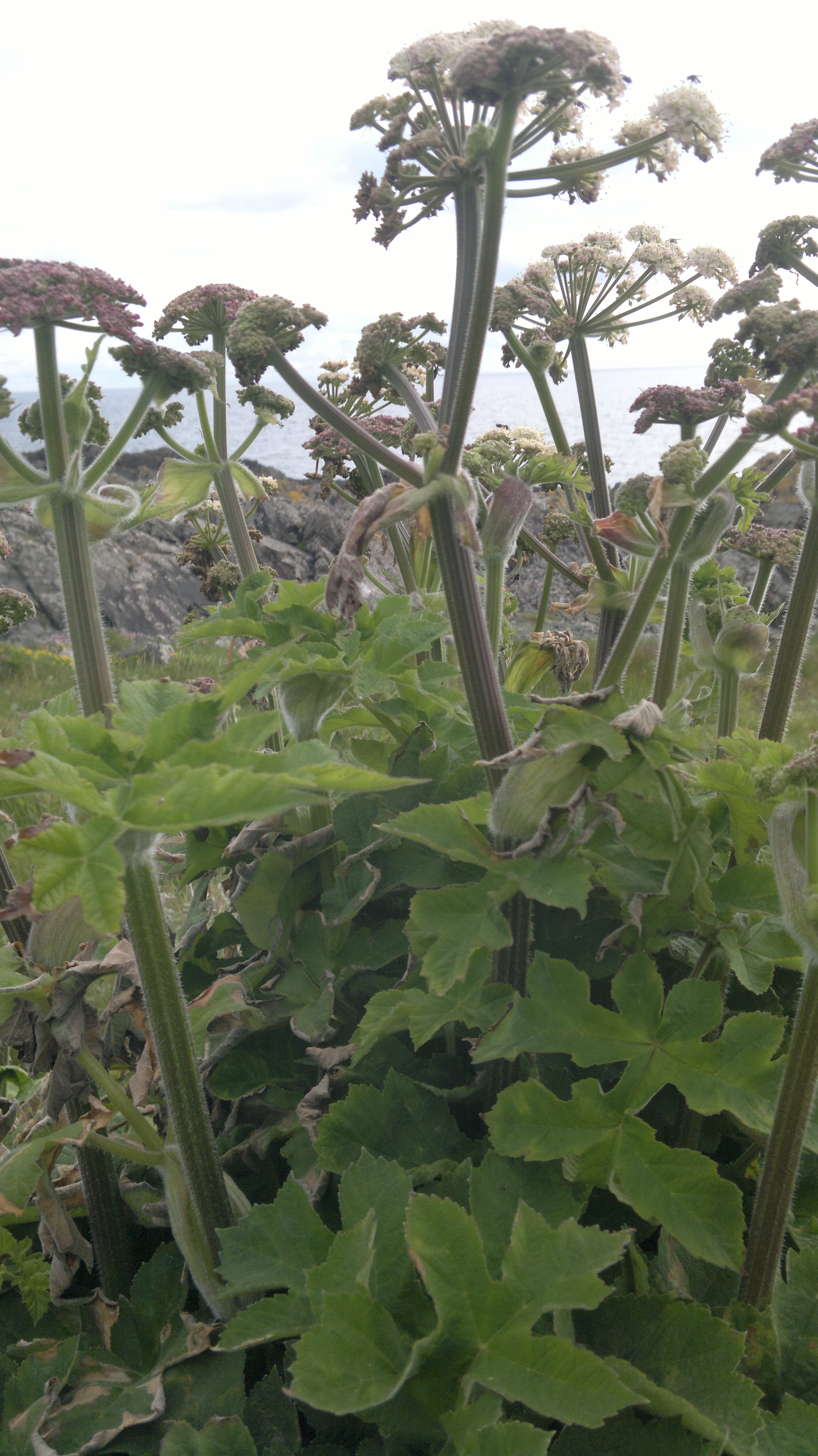 Hogweed Identification