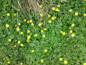 lesser celandine, strnr