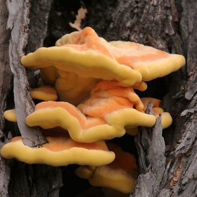 Tender young chicken of the Woods. This is the condition in which they are best to eat.