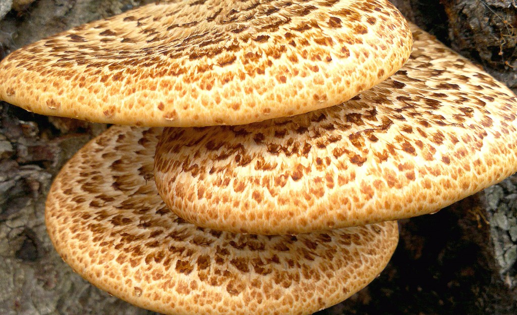 dryads saddle5