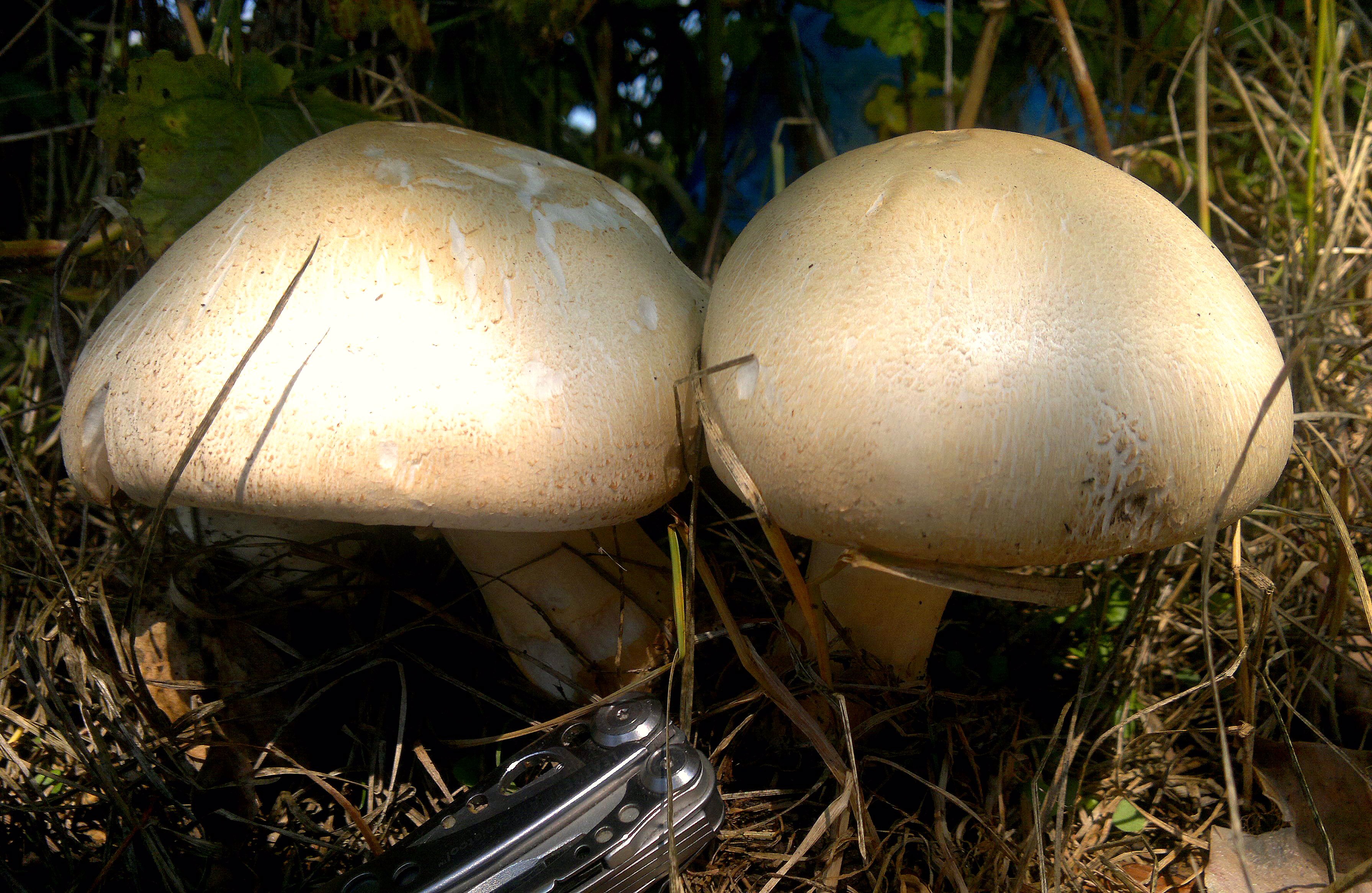 Big Mushroom Double Mushroom Wood Chip Mushroom Fake Mushrooms