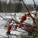 rosehips yukon