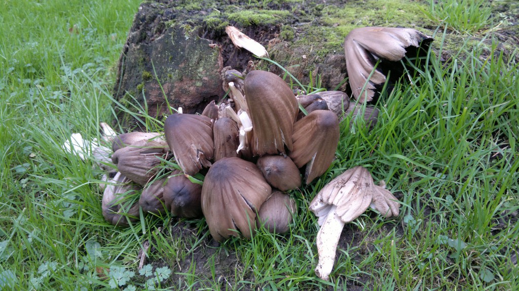 common inkcaps