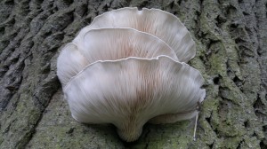 Oyster mushroom, identification, distribution, edibility
