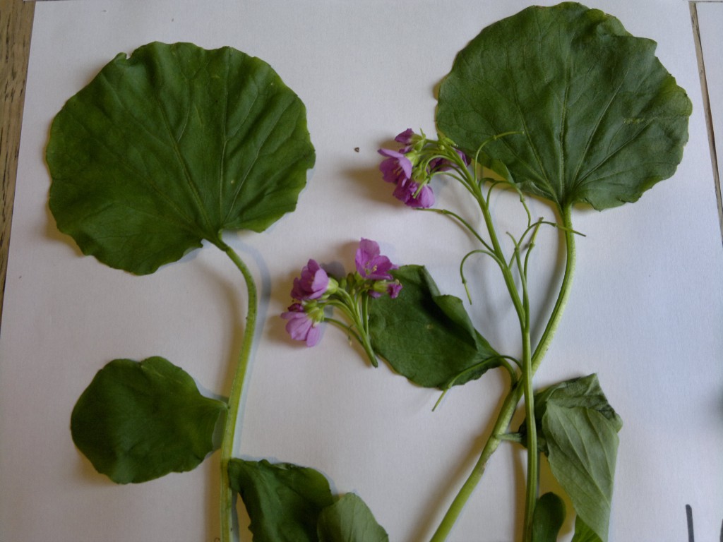 greater cuckooflower2 - cardamine raphanifolia