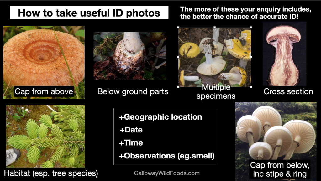 Information required to make a meaningful attempt at wild mushroom ...