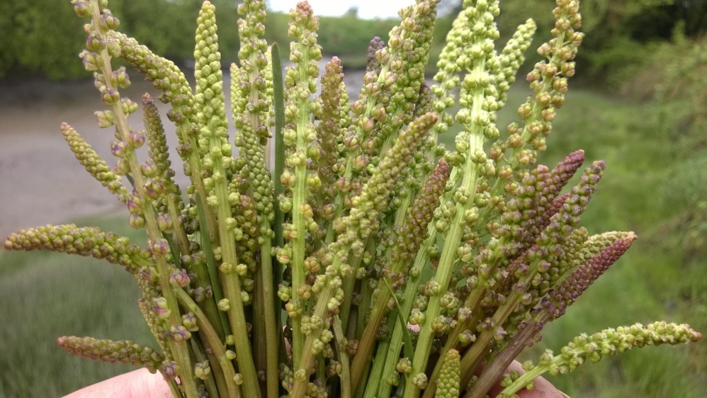 Young flower spikes of Sea arrowgrass - succulent, tender, aromatic