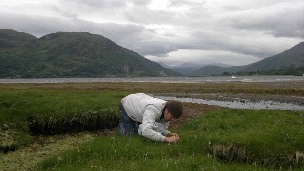 sea arrowgrass picking loch etive