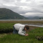 sea arrowgrass picking loch etive