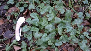 lesser celandine jan