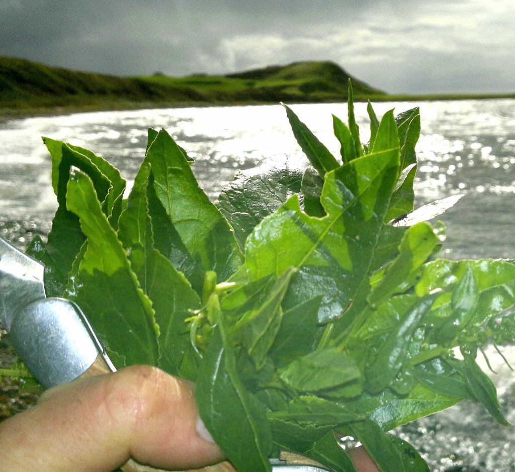 sea beet sun, shore