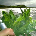 sea beet sun, shore