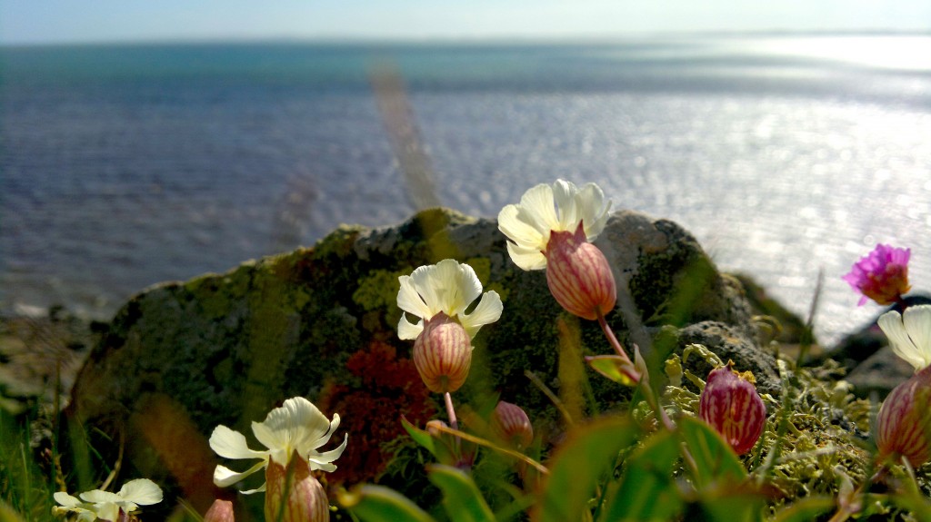 Sea campion flowers