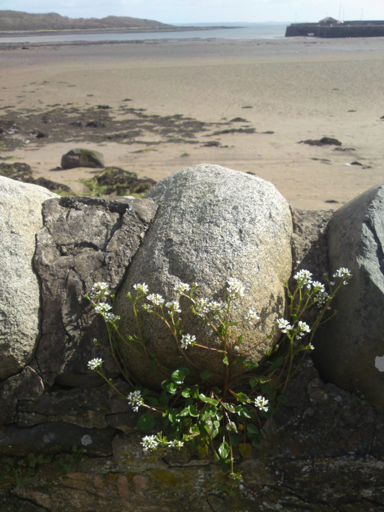 scurvey grass wall1