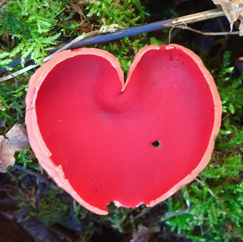 Scarlet Elf Cup Identification, Edibility, Distribution, Ecology