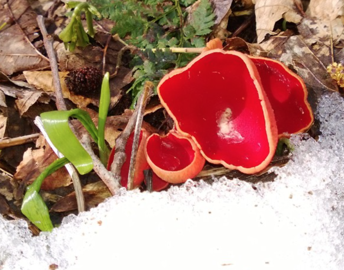 Scarlet Elf Cup Identification, Edibility, Distribution, Ecology