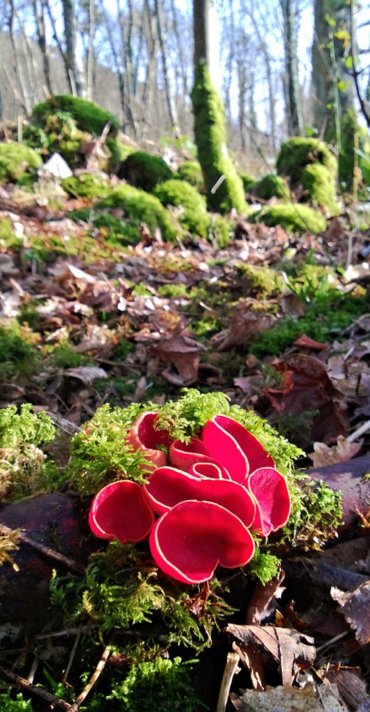 elf cups