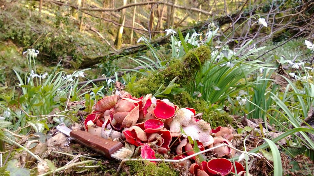 Scarlet Elf Cup Identification, Edibility, Distribution, Ecology
