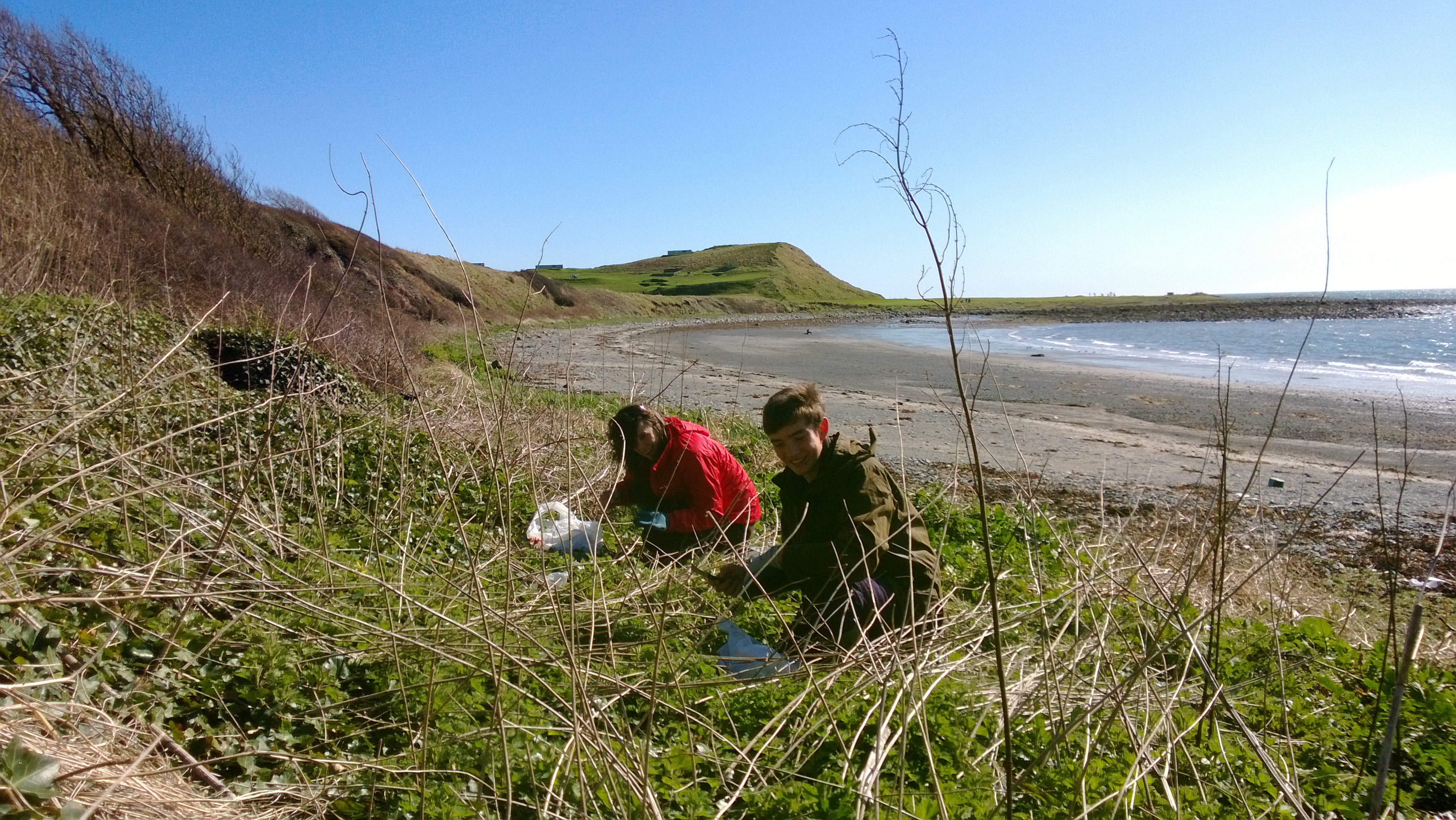 Back to work: Emma and Kieran picking coastal nettle tips