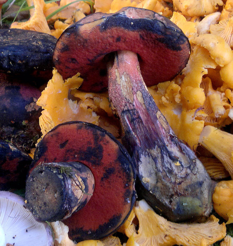 red foot bolete