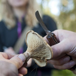 brown rollrim in hand