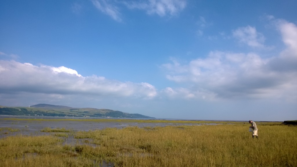 Salt marsh forager