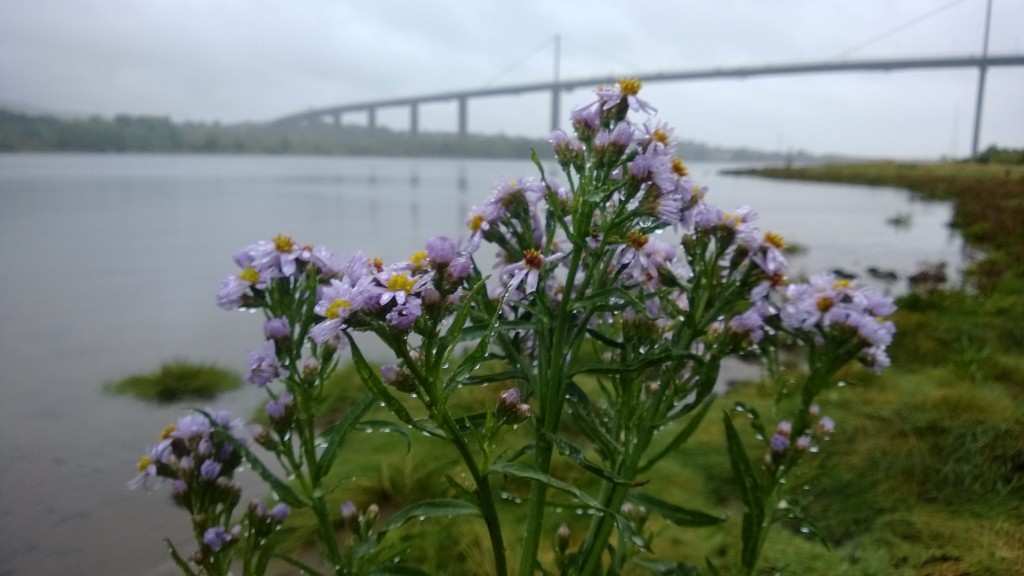 sea aster bridge