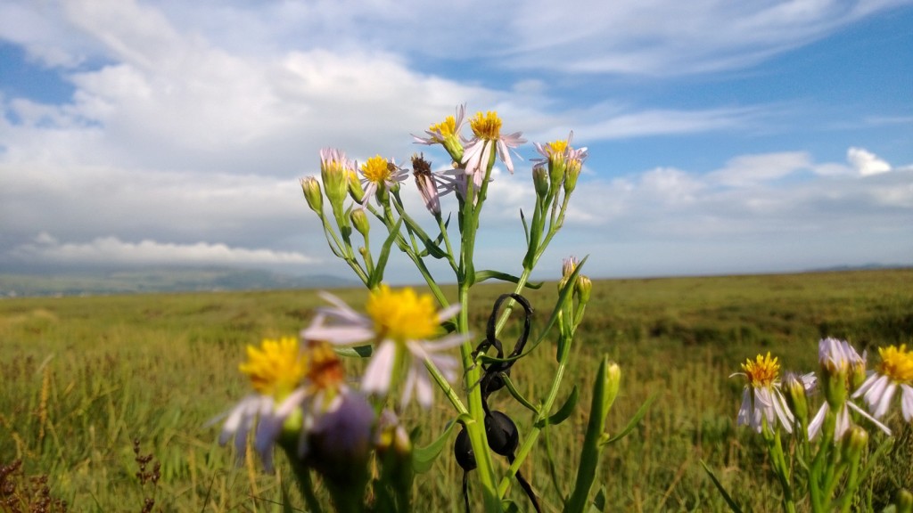 sea aster sky