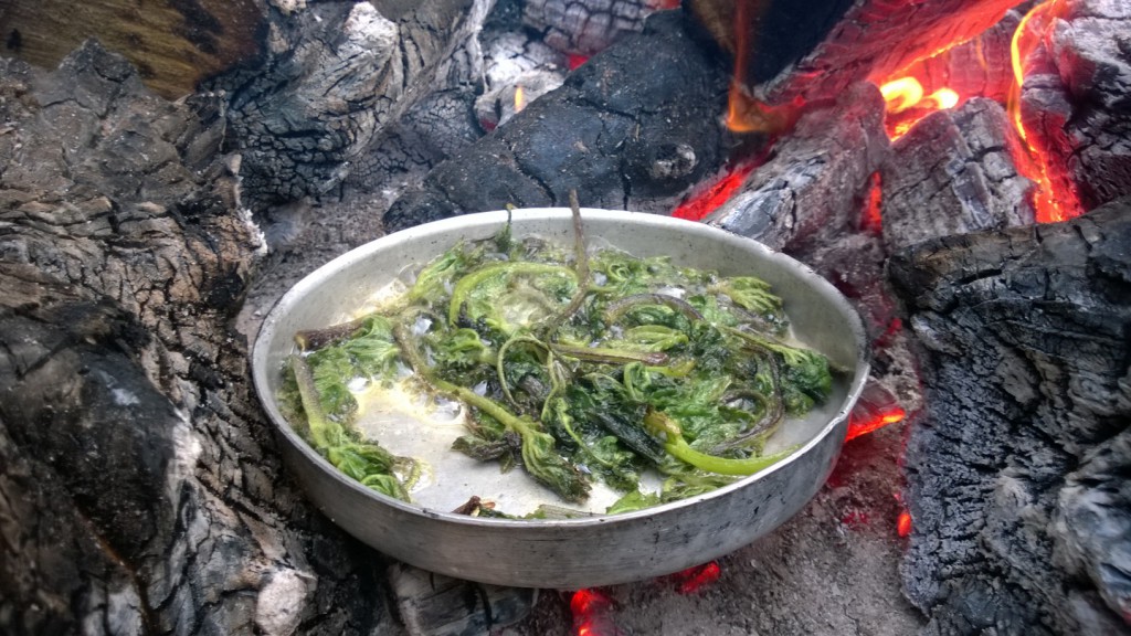 Hogweed shoots fried in butter on an open fire is one of the great wild food treats of the year