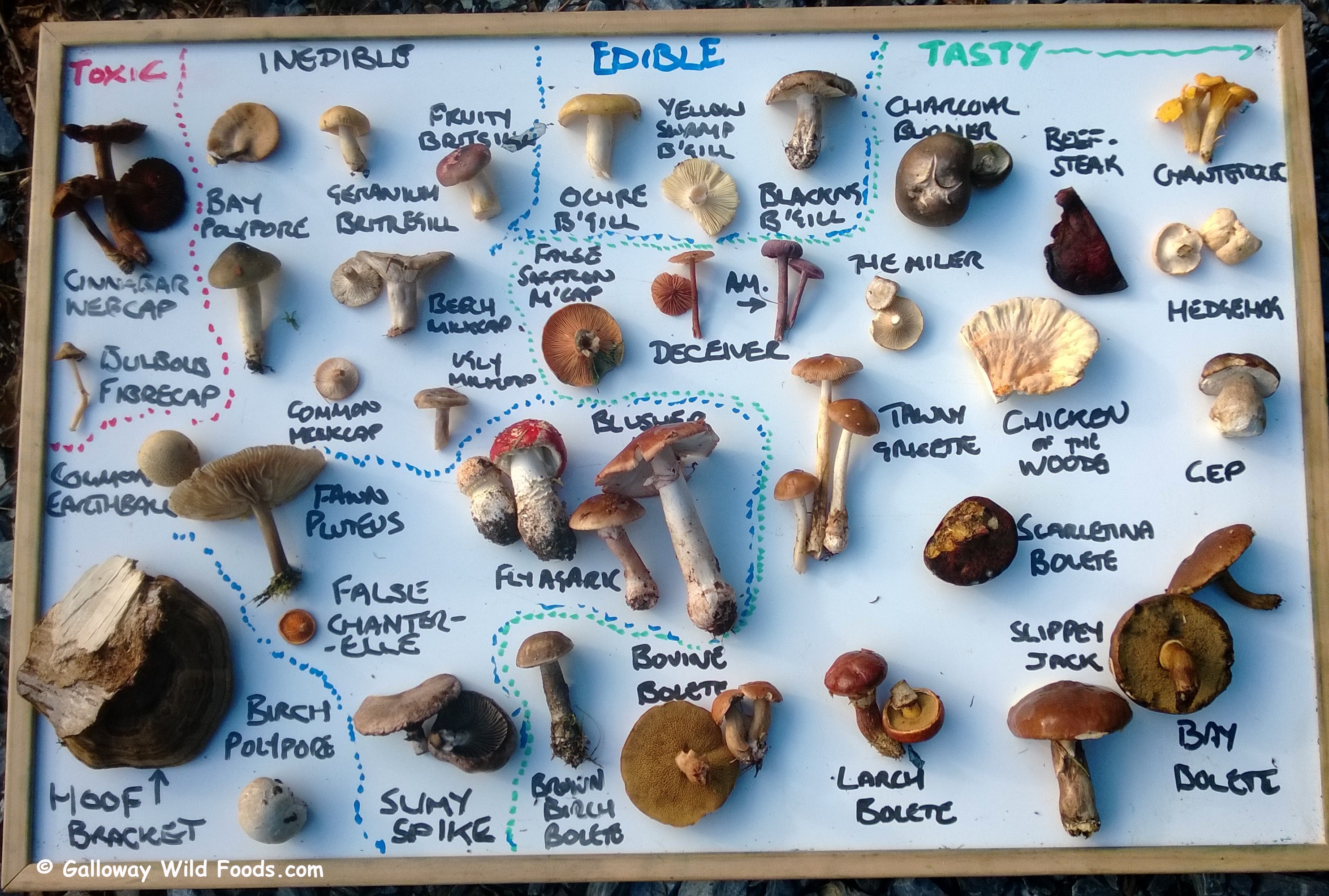 wild mushrooms by edibility