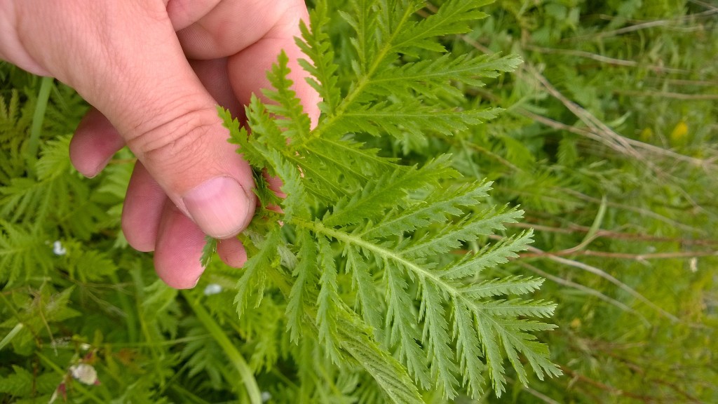 Tansy - sublime aromatics, very bitter. (Note: should not be consumed in large quantities)