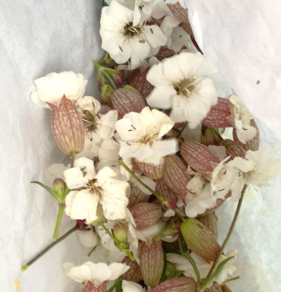 sea campion flowers in bag