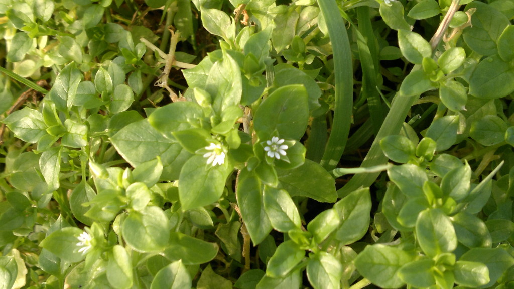 common chickweed