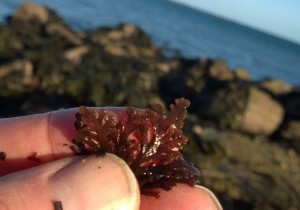 pepper dulse