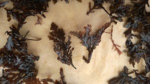 Pepper dulse laid out for drying