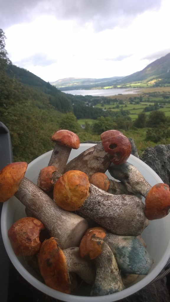 Orange Birch Boletes, Lake District