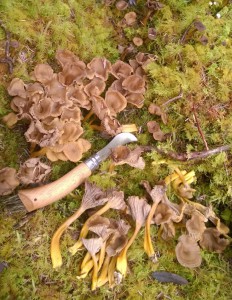 My trusty opinel earns its keep when the the winter chanterelles flush...